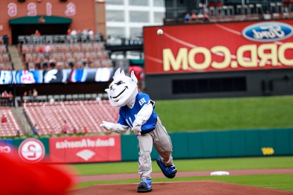 The 博彩网址大全 Billiken throws out the first pitch at Busch Stadium