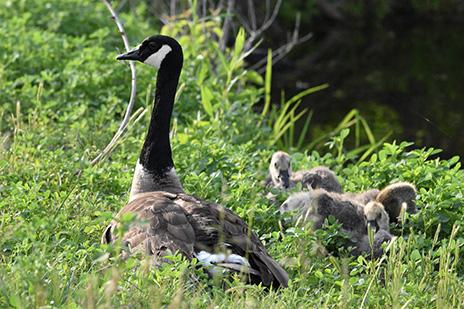 Fred The Goose